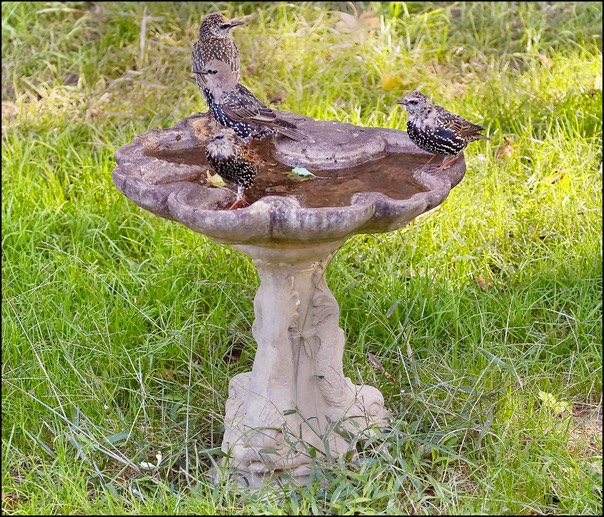 bird bath 10 2020