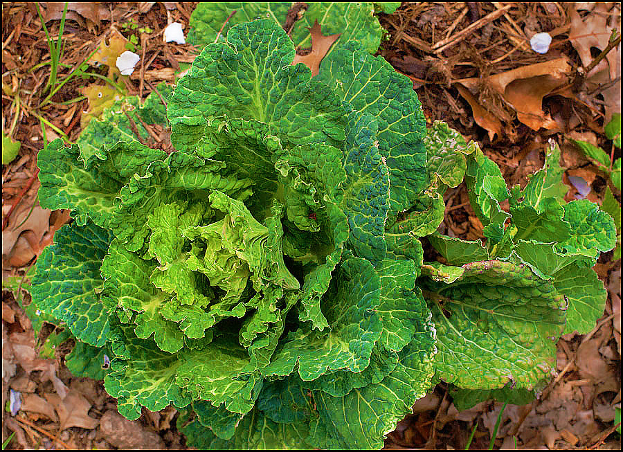 cabbage head a