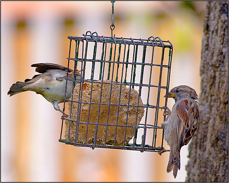 hungry birds