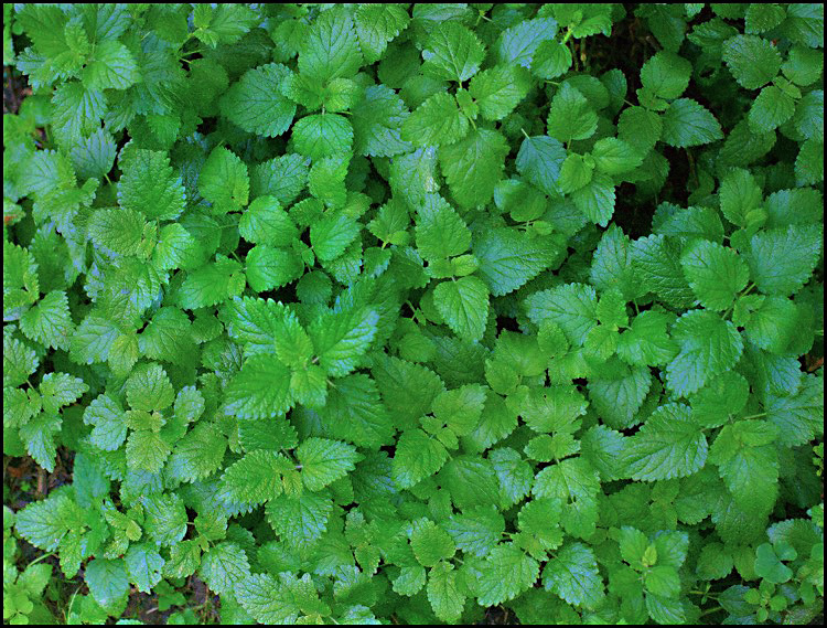 lemon balm a-2 med hr