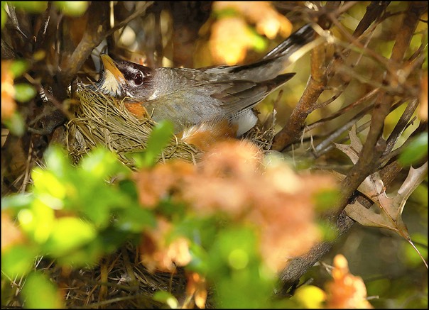 nesting robin 1a