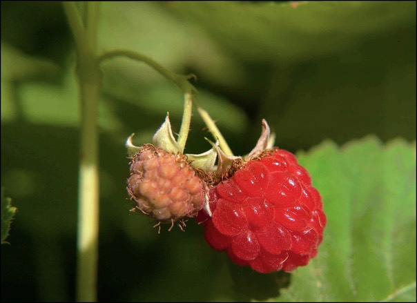 raspberries 3 a
