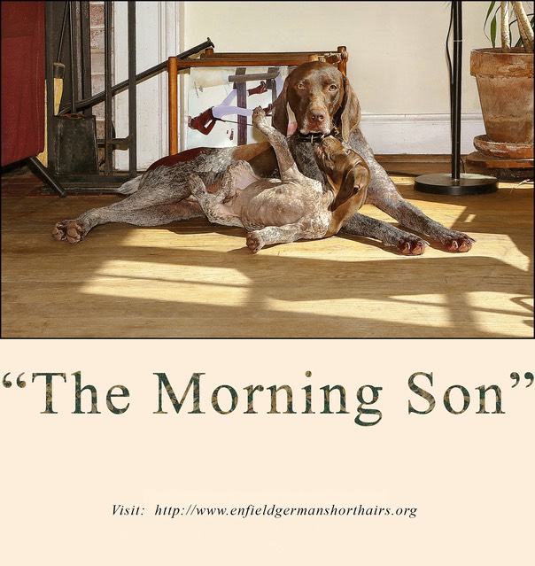 the morning son