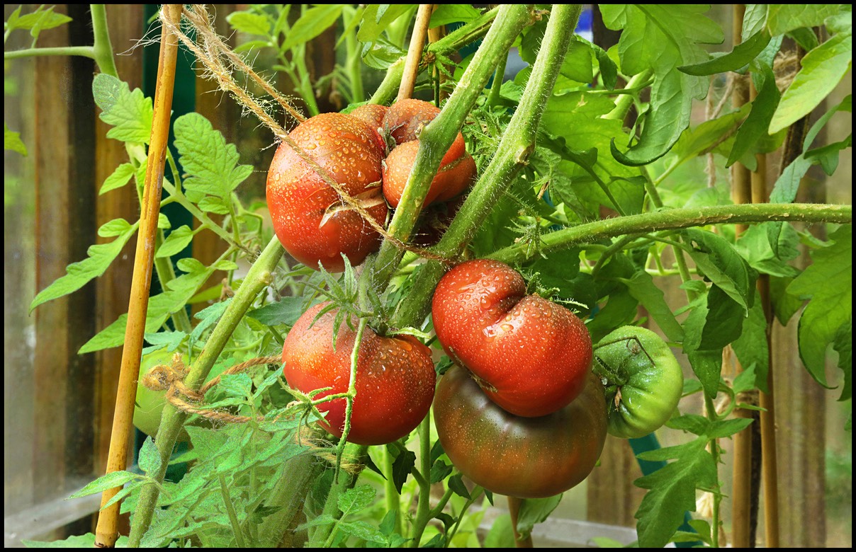 tomatoes june 6 2019 abc